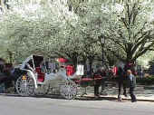 NYC1.jpg (18849 bytes)